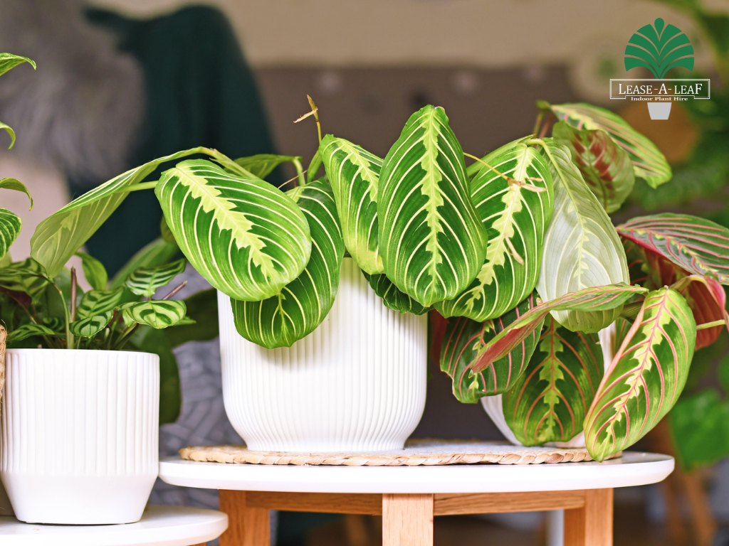 Plants for indoor
