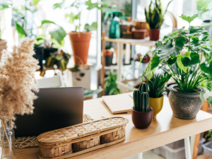 Plant rental for retail stores