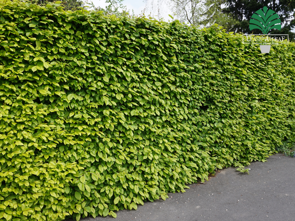 Hedge Plants