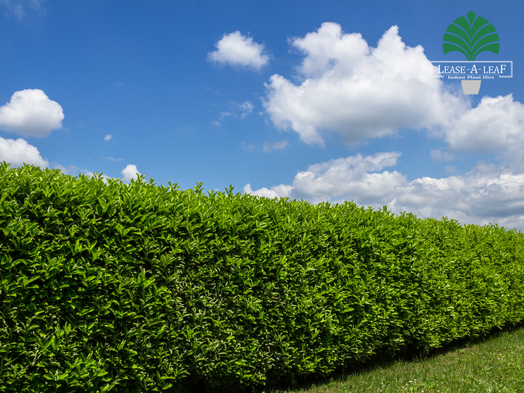 Hedge Plants