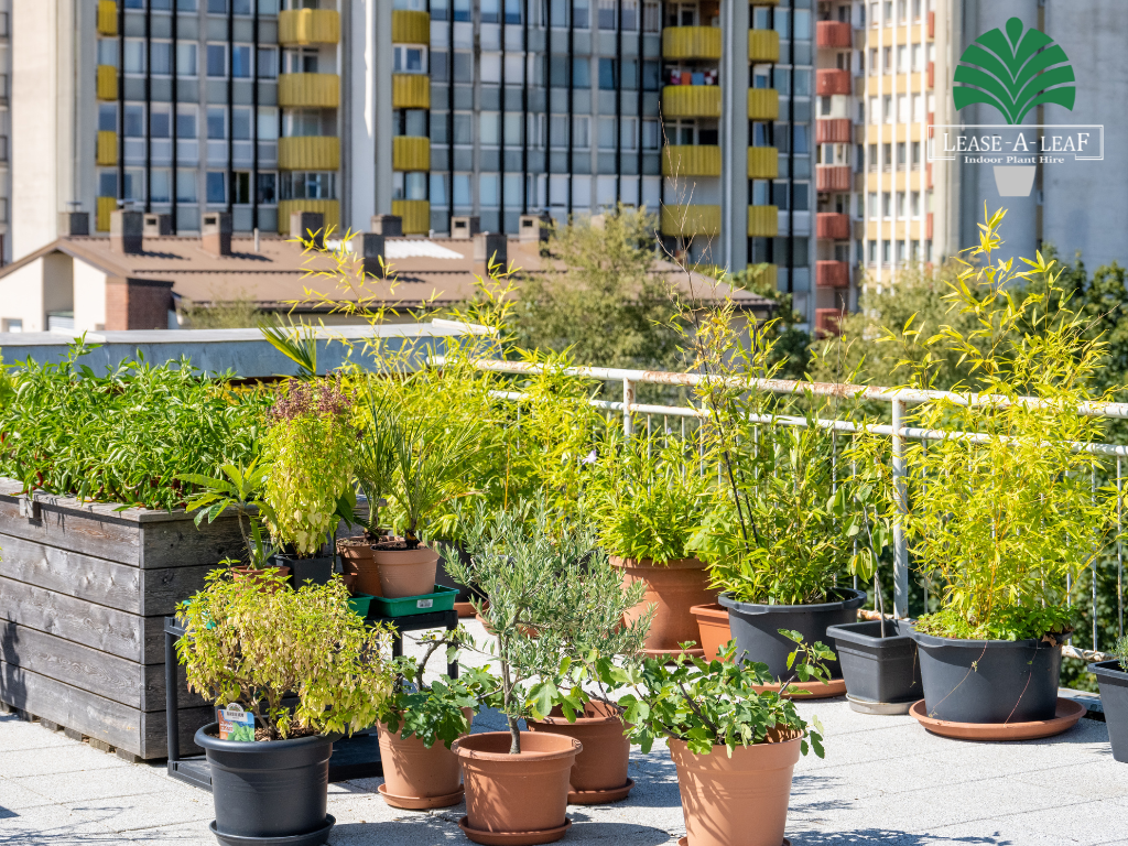 Plant Hire in sydney