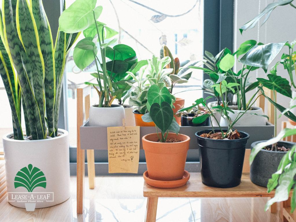 Plant Hire in sydney