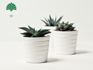 hire low light indoor plants
