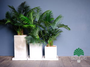 hire outdoor planters