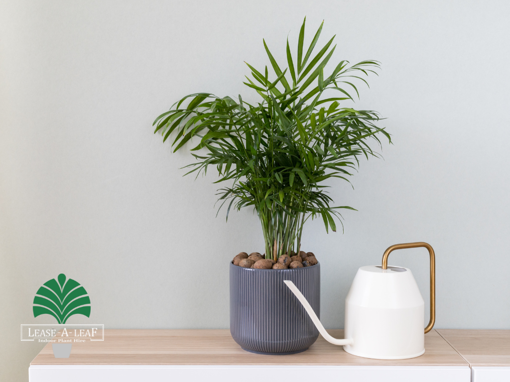 Rhapis palm