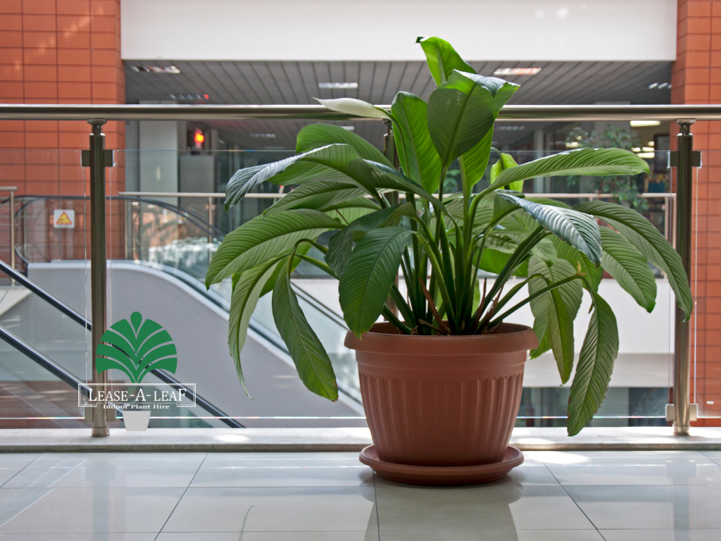 hire outdoor planters, outdoor planters Hire, Hire plants