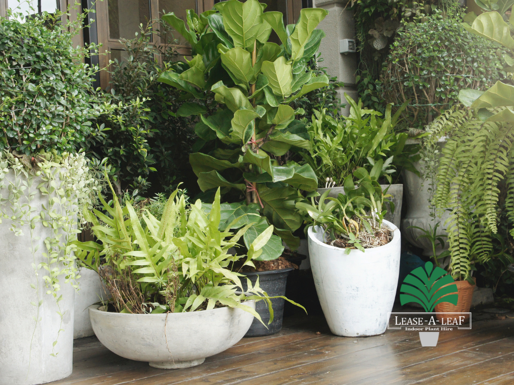 hire outdoor planters, outdoor planters Hire, Hire plants