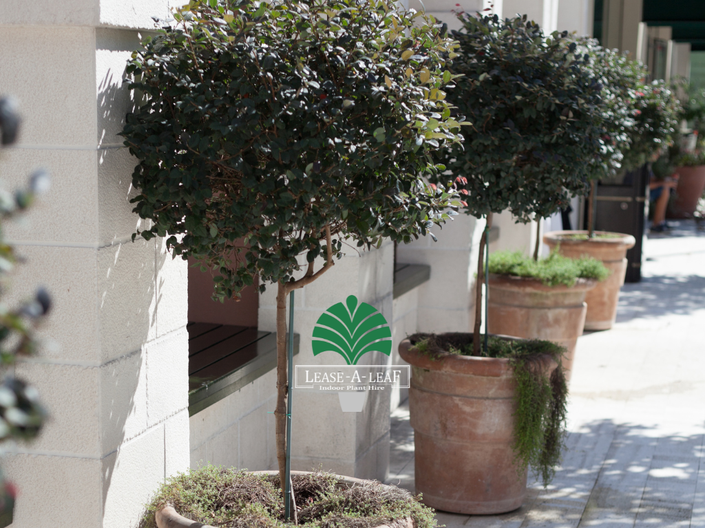 plants to hire, outdoor planters Hire, hire outdoor planters, Buxus Microphylla