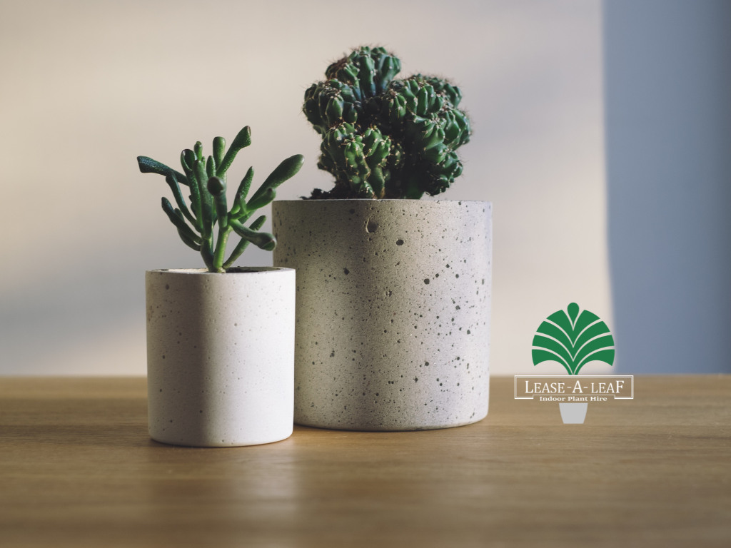 low light Plants Hire, hire low light indoor plants, plants to hire