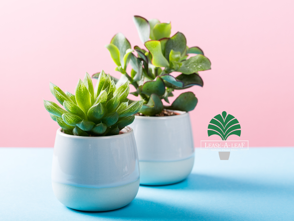 indoor plants