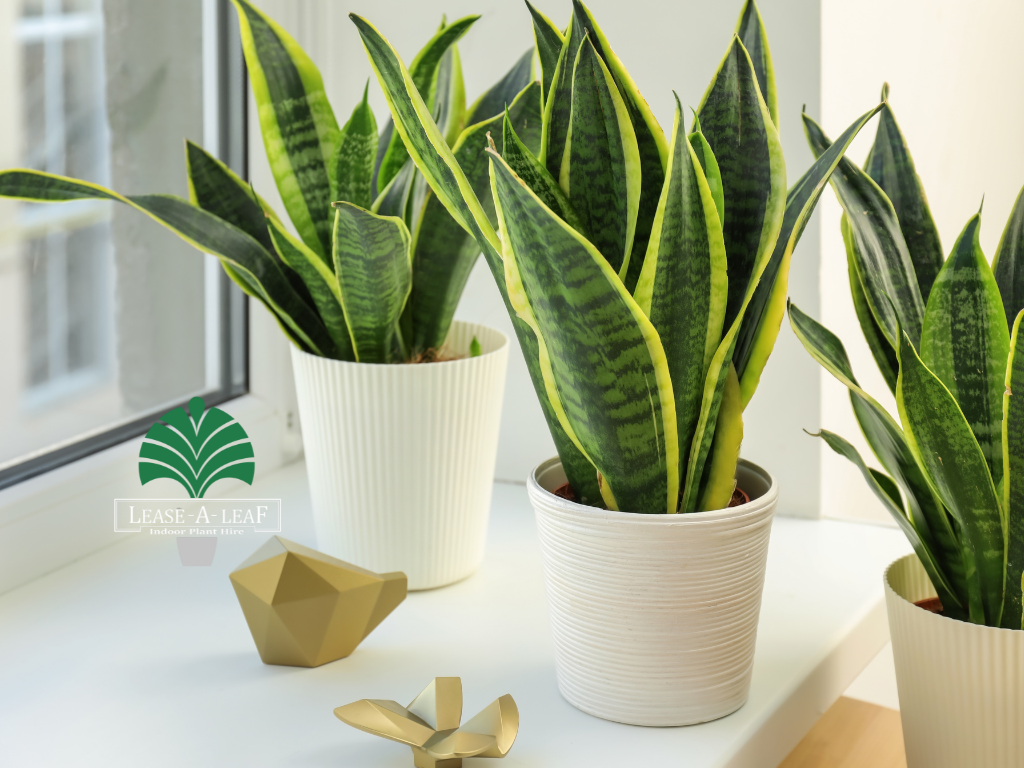 low light Plants Hire, hire low light indoor plants, plants to hire