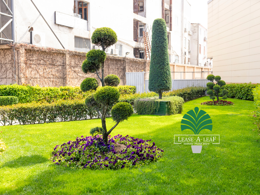 outdoor planters Hire, Plant rental sydney, Buxus Microphylla, Plant hire services