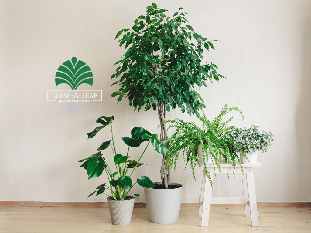 North Sydney indoor plant hire