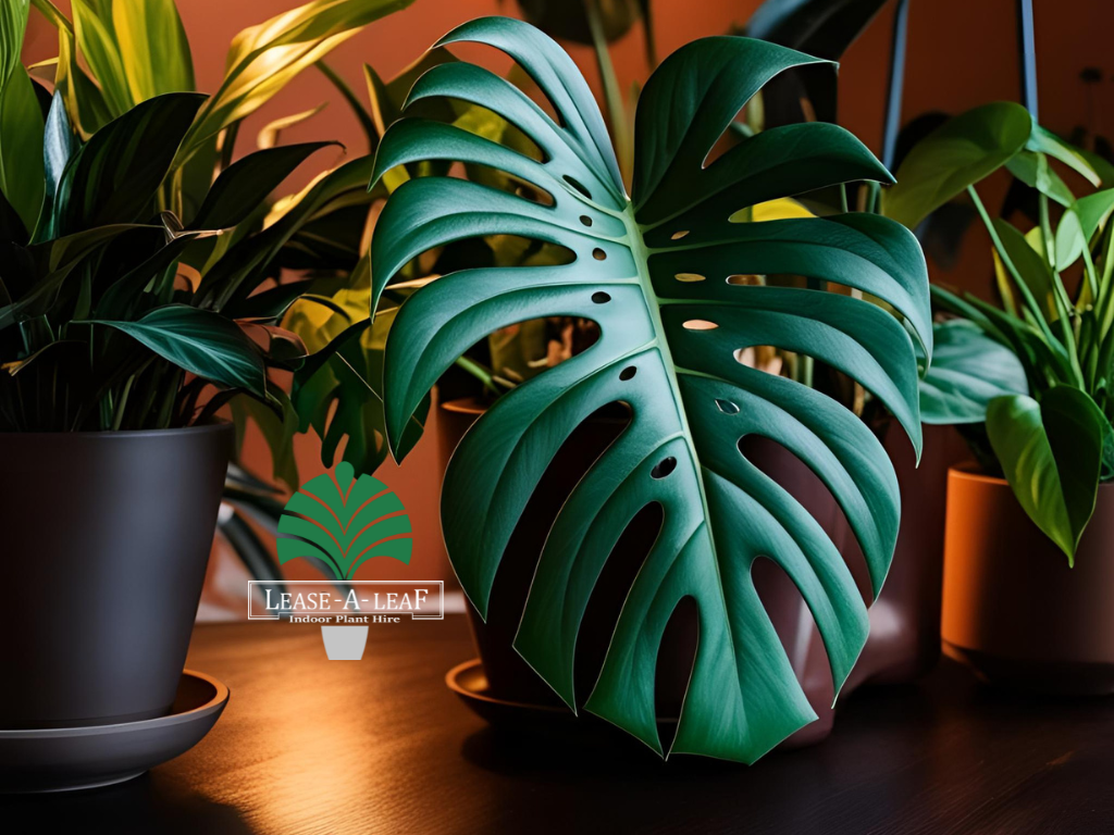 Indoor plant hire