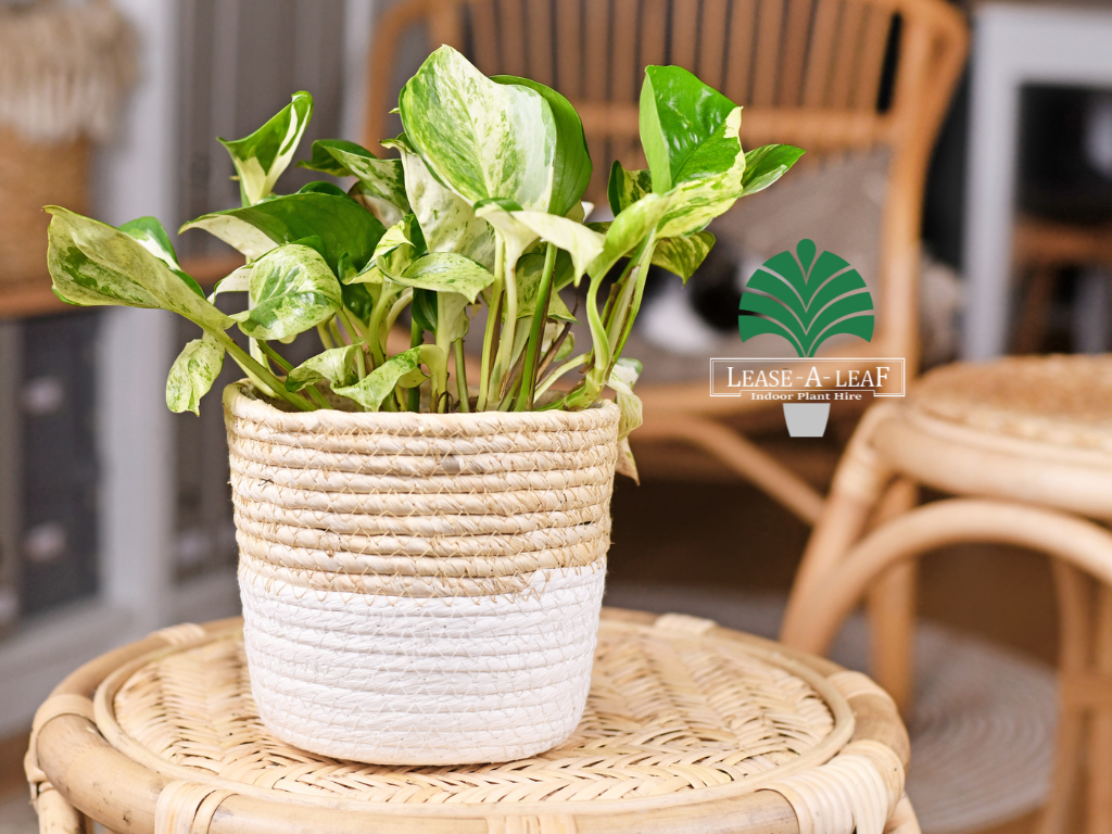 Hire plants, plant rental, desk top plants, planter hire, Architectural Wedge Sydney, Temporary plant hire, Outdoor plants hire