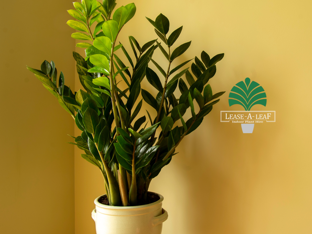 Hire plants, plant rental, desk top plants, planter hire, Architectural Wedge Sydney, Temporary plant hire, Outdoor plants hire